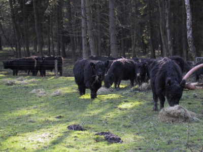 Galloways